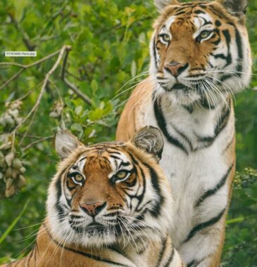 Softi and Toph Wildheart Sanctuary
