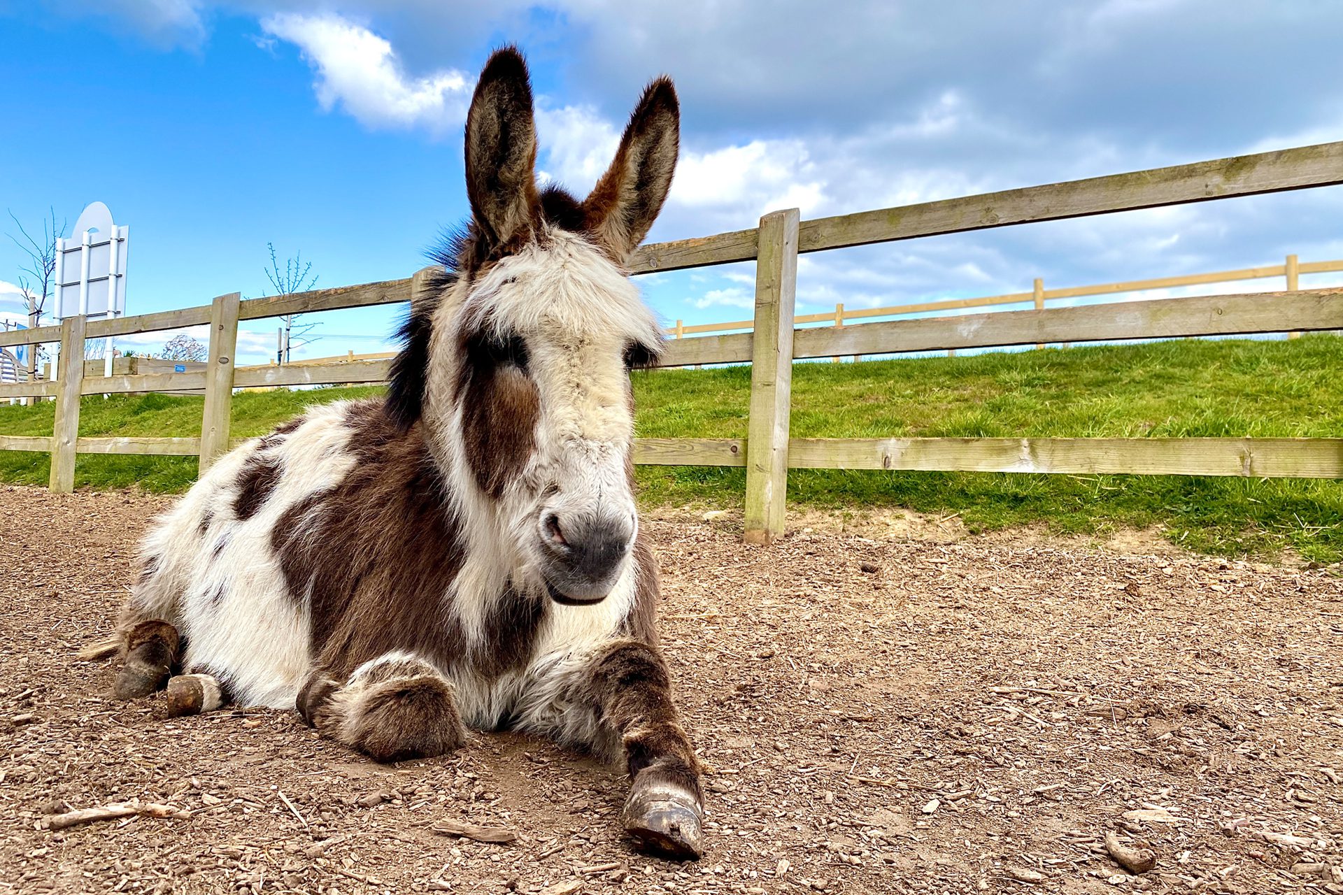 BLOG IMAGE donkey