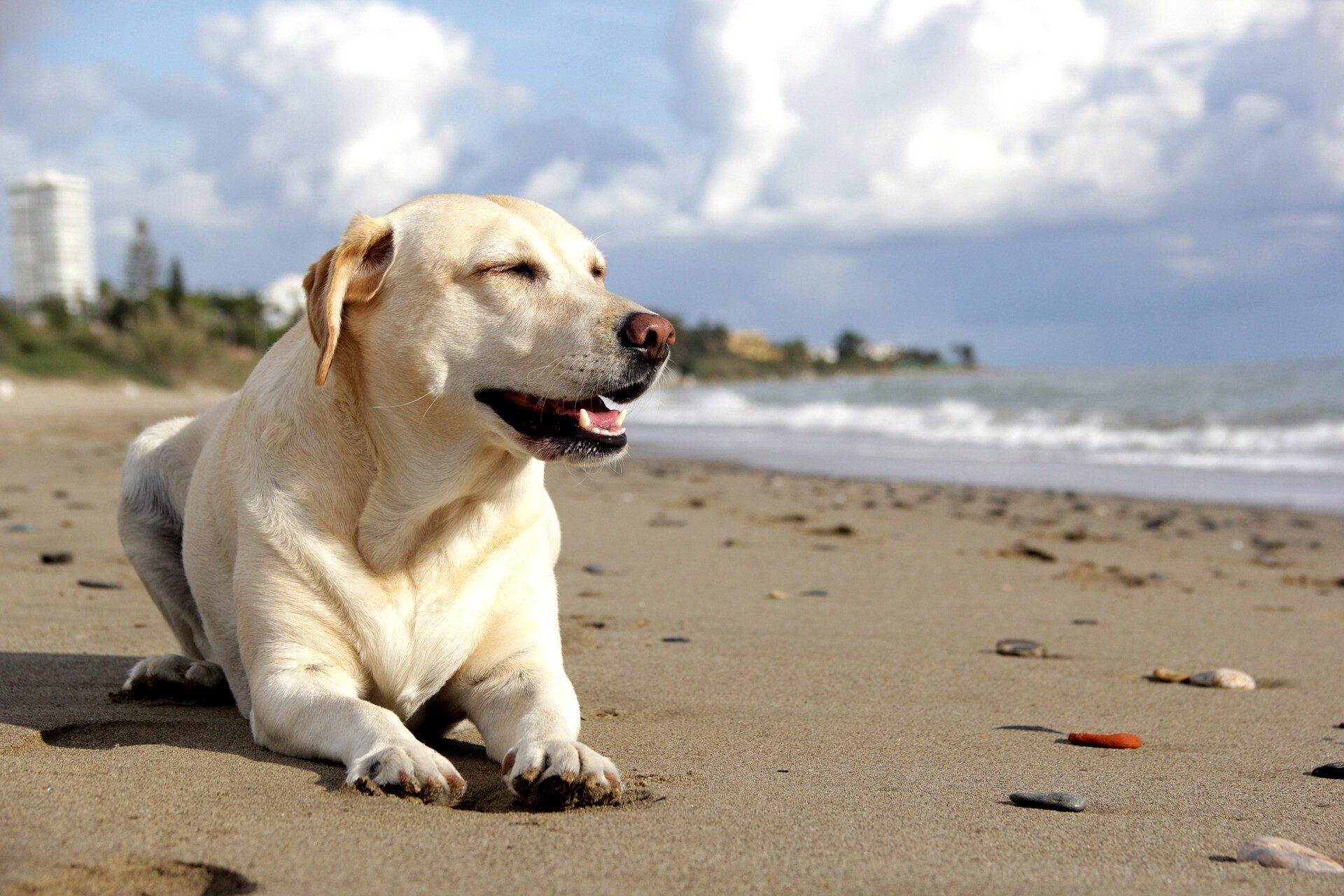 DOG blog