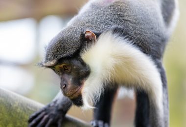 Diana Monkey 1 Monkey Haven