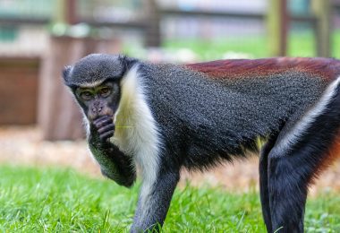 Diana Monkey 2 Monkey Haven