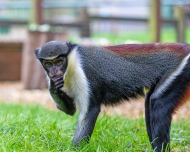 Diana Monkey 2 Monkey Haven
