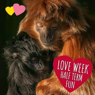 Love Week Love Week