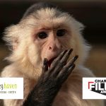 Monkey haven blog image copy