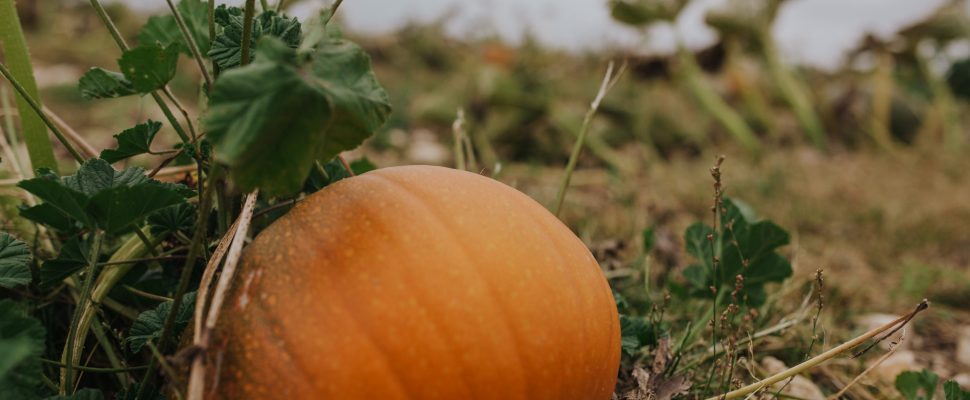 Tapnell Farm Pumpkin Patch pumpkin scaled