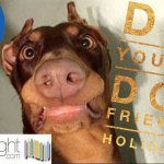 dog friendly holidays copy