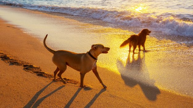 dog on beach