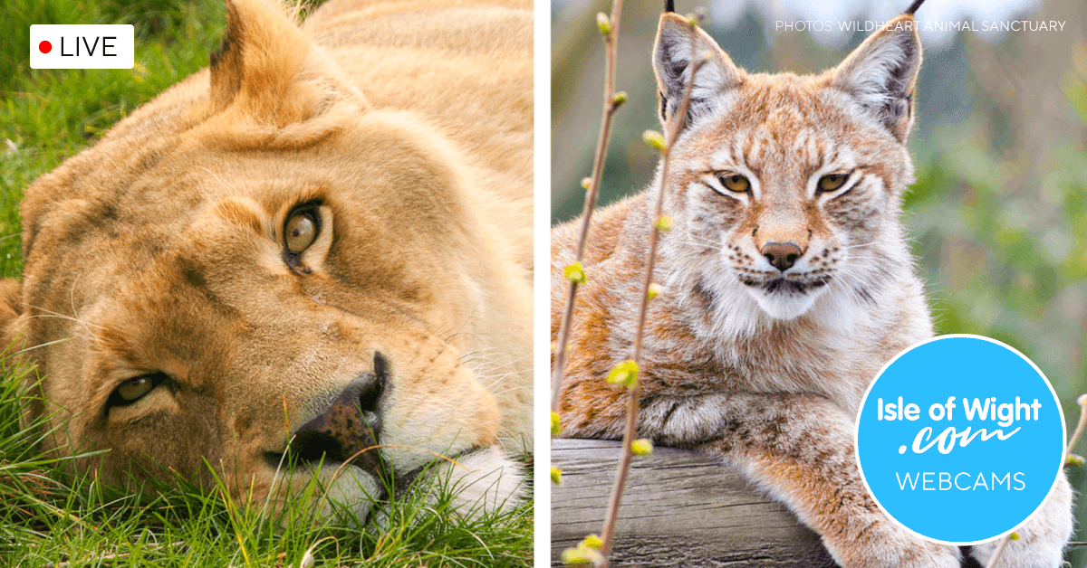 iowzoofeatured22