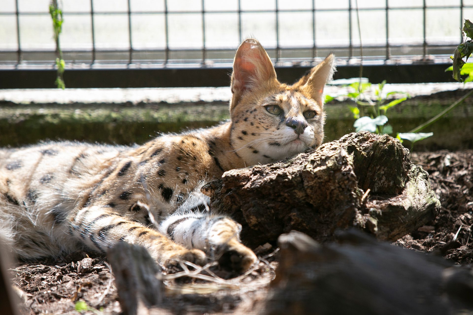 servals blog image