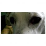traumatised eyes scaled