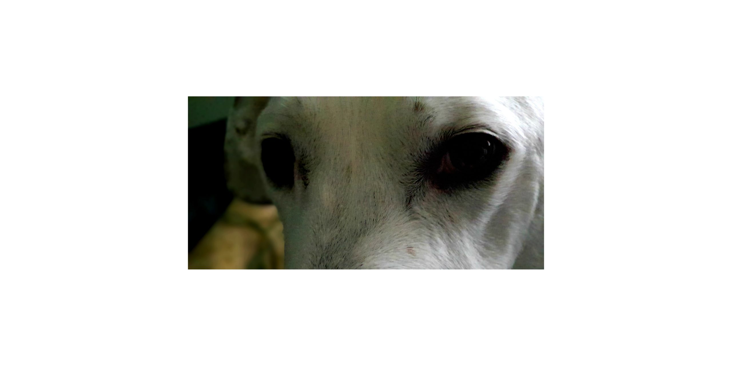 traumatised eyes scaled