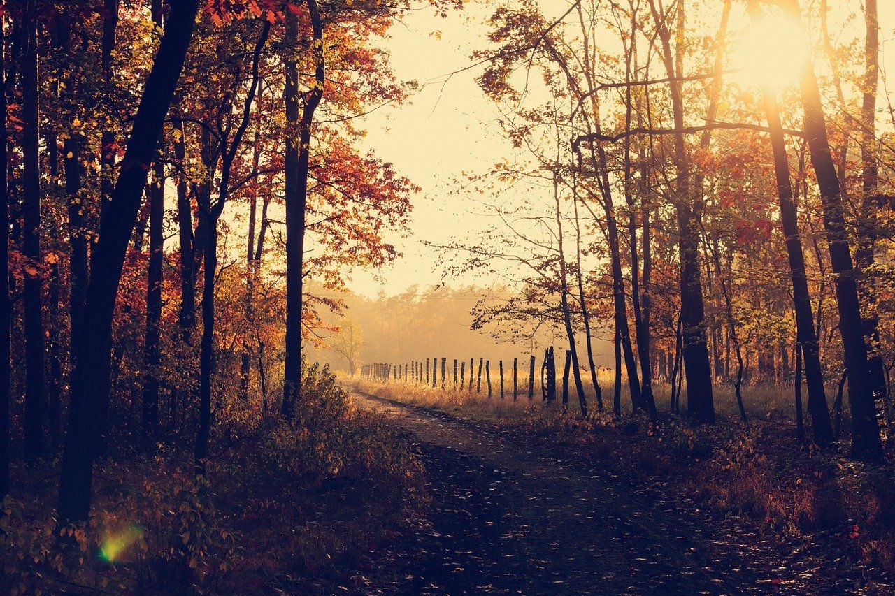 woodland 1031154 1280