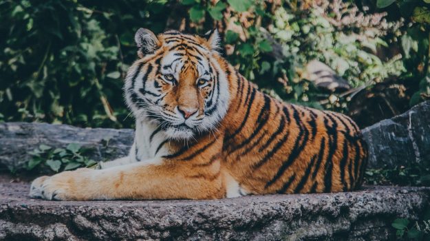 zooattractionsoverlay